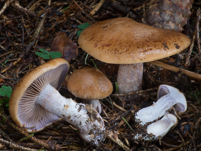 Cortinarius spadicellus